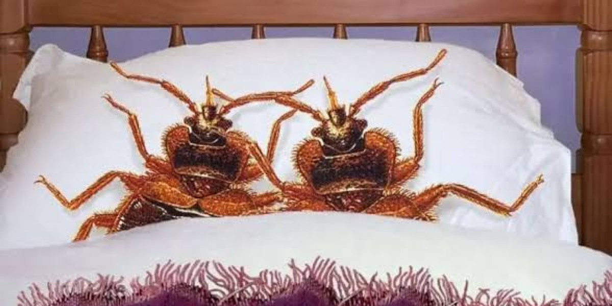 Deemak Control Services in Lahore – An Educational Guide to Termite Prevention and Treatment